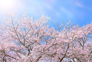 cherry-blossom_00014.jpg